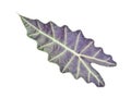 Kris Plani leaf isolated. Royalty Free Stock Photo