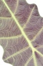 Kris Plani leaf isolated. Royalty Free Stock Photo