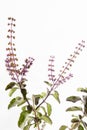 Krishna Tulsi (Black Holy Basil)