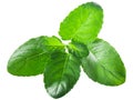 Krishna tulsi leaves Ocimum tenuiflorum Royalty Free Stock Photo