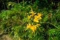 Krishnacura or Delonix regia that an scientific name Royalty Free Stock Photo