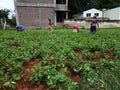 Women's working on the agriculture feild