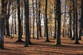 Kristiansand, Norway - November 5, 2017: The beech forest in the botanical garden at Gimle, Kristiansand. Autumn with