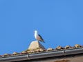 Krk - A seagull on the rooftop