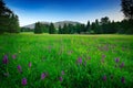 Krkonose mountain, flowered meadow in the spring, forest hills, misty morning with fog and beautiful clouds, peak of Snezka hill i Royalty Free Stock Photo