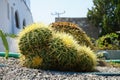 Kroenleinia grusonii grows on a flower bed in August. Rhodes Island, Greece