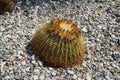 Kroenleinia grusonii grows on a flower bed in August. Rhodes Island, Greece