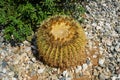 Kroenleinia grusonii grows on a flower bed in August. Rhodes Island, Greece