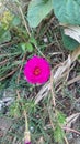 Krokot mawar, Portulaca grandiflora, red flower, nature