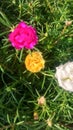 Krokot mawar, rosa centifolia, flower