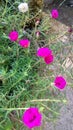 Krokot mawar, rosa centifolia muscosa, red flower, blooming flower