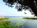 Kroku Lanka lake and beautiful trees, Lithuania