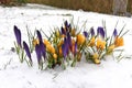 First crocus in spring in the Salzkammergut Upper Austria, Austria Royalty Free Stock Photo