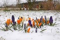 First crocus in spring in the Salzkammergut Upper Austria, Austria Royalty Free Stock Photo