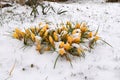 First crocus in spring in the Salzkammergut Upper Austria, Austria Royalty Free Stock Photo