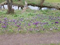 Krokus Meadow Royalty Free Stock Photo