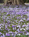 Krokus Prairie Wiesen Royalty Free Stock Photo