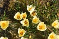 First crocus in spring in the Salzkammergut Upper Austria, Austria Royalty Free Stock Photo