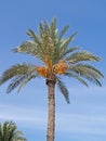 Krona date palm with fruits Phoenix dactylifera L. against the background of the blue sky Royalty Free Stock Photo