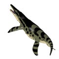 Kronosaurus Reptile Tail