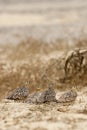 Kroonzandhoen, Crowned Sandgrouse, Pterocles coronatus Royalty Free Stock Photo