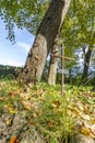 A kross among trees and grass in autumn Royalty Free Stock Photo