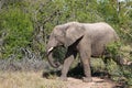 Kruger Elephant