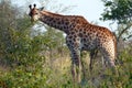 Kruger Giraffe