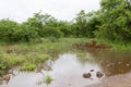 Kruger National Paerk: Rain pool near Letaba