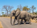 Elephant herd in Kruger National Park crossing a road Royalty Free Stock Photo