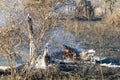 Kruger National Park: aftermath of controlled deliberate veld burning Royalty Free Stock Photo