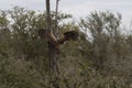 Kruger National Park: Birds African Harrier-Hawk