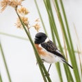 Kruger National Park: Birds African Stonechat