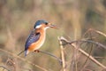 Kruger National Park: Birds Malachite Kingfisher Royalty Free Stock Photo