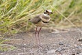 Kruger National Park: Bronze-winged courser