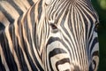 Kruger National Park: close up of a zebra face Royalty Free Stock Photo