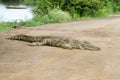 Kruger National Park: Crocodile at Sunset Dam Lower Sabie