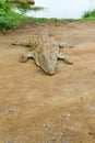 Kruger National Park: Crocodile at Sunset Dam Lower Sabie