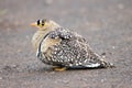 Kruger National Park: Double-banded Sandgrouse