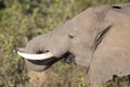 Kruger National Park elephant Royalty Free Stock Photo