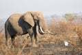 Kruger National Park elephant Royalty Free Stock Photo