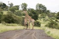 Kruger National Park: giraffe mating Royalty Free Stock Photo