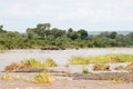 Kruger National Park: herd of elephant bathing in the Sabie River Royalty Free Stock Photo