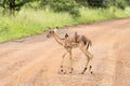 Kruger National Park: impala lamb Royalty Free Stock Photo