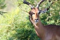 Kruger National Park: Impala ram attended by oxpeckers