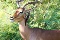 Kruger National Park: Impala ram attended by oxpeckers Royalty Free Stock Photo