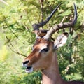 Kruger National Park: Impala ram attended by oxpeckers Royalty Free Stock Photo