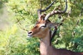 Kruger National Park: Impala ram attended by oxpeckers Royalty Free Stock Photo