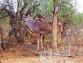 Kruger National Park Kudu Bull Royalty Free Stock Photo