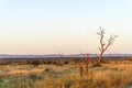 Kruger National Park landscape with acacia and moon by the sunset Royalty Free Stock Photo